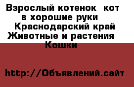 Взрослый котенок (кот) в хорошие руки  - Краснодарский край Животные и растения » Кошки   